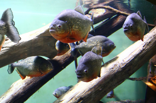 Selama Masih Ada Mental Block, Seseorang Tidak akan Berkembang 5 September 29th, 2026 • Blog Situstarget Ikan piranha yang tidak doyang dengan ikan-ikan kecil makanan favoritnya dulu kala. Kok bisa?
